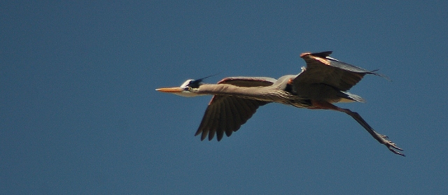 Great blue herons at CF Rec Site